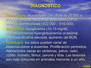 DIAGNOSTICO

• Hematologia: leucocitosis con cifras de 20.000 a
    200.000 células, neutrofilia, eosinofilia (20%),
    anemia, trombocitosis (422.000 – 916.000).
•   Bioquímica: hipoglicemia (10-15 mg/dl),
    hipoalbuminemia,hiperglobulinemia ocasional,
    fosfatasa alcalina elevada, aumento del BUN.
•   Radiología: los datos pueden variar de
    espectaculares a ausentes. Proliferación perióstica.
    Alteraciones óseas en vértebras, pelvis, radio,
    cúbito, húmero, fémur, peroné y tibia. Las lesiones
    son más comunes en animales menores a un año.
                                                     FAGO
 