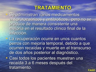 TRATAMIENTO
• Se administran varios medicamentos
  antiprotozoáricos y antibióticos, pero no se
  produce de manera consistente una
  mejoría en el resultado clínico final de la
  infección.
• La recuperación ocurre en unos cuantos
  perros con mejoría temporal, debido a que
  ocurren recaídas y muerte en el transcurso
  de dos años posterior al diagnóstico.
• Casi todos los pacientes muestran una
  recaída 3 a 6 meses después del
  tratamiento.
                                              FAGO
 