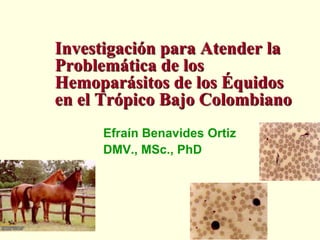 Investigación para Atender la Problemática de los Hemoparásitos de los Équidos en el Trópico Bajo Colombiano Efraín Benavides Ortiz DMV., MSc., PhD 