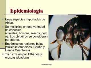 Trypanosoma vivax vienni (Salivaria); enfermedad aguda y crónica en bovinos, transmitido por tábanos. Reservorios silvestres?, efecto en búfalos?