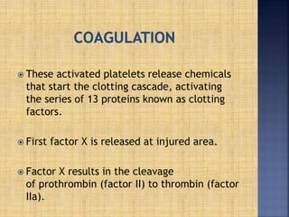  These activated platelets release chemicals
that start the clotting cascade, activating
the series of 13 proteins known as clotting
factors.
 First factor X is released at injured area.
 Factor X results in the cleavage
of prothrombin (factor II) to thrombin (factor
IIa).
 