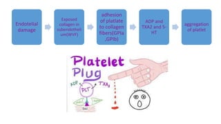 Endotelial
damage
Exposed
collagen in
subendotheli
um(WVF)
adhesion
of platlate
to collagen
fibers(GPIa
,GPIb)
ADP and
TXA2 and 5-
HT
aggregation
of platlet
 