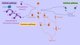 Exposed
Tissue factor
VIIVIIa
X
Xa
Va
II IIa
prothrombin thrombin I
Ia
fibrinogen
fibrin
XIIIXIIIa
Stable clot
platelet
XII
XI
IX
XIIa
XIa
IXa
VIIIa
 