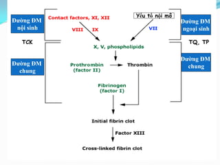 Đường ĐM
nội sinh
Đường ĐM
ngoại sinh
Đường ĐM
chung
Đường ĐM
chung
Yếu tố nội mô
TQ, TPTCK
 