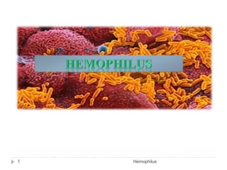 1 Hemophilus
 