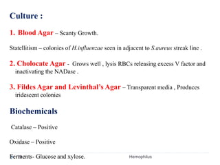 Culture :
1. Blood Agar – Scanty Growth.
Statellitism – colonies of H.influenzae seen in adjacent to S.aureus streak line .
2. Cholocate Agar - Grows well , lysis RBCs releasing excess V factor and
inactivating the NADase .
3. Fildes Agar and Levinthal’s Agar – Transparent media , Produces
iridescent colonies
Biochemicals
Catalase – Positive
Oxidase – Positive
Ferments- Glucose and xylose.
19 Hemophilus
 