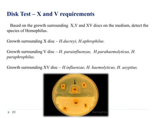Disk Test – X and V requirements
Based on the growth surrounding X,V and XV discs on the medium, detect the
species of Hemophilus.
Growth surrounding X disc – H.ducreyi, H.aphrophilus.
Growth surrounding V disc – H. parainfluenzae, H.parahaemolyticus, H.
paraphrophilus.
Growth surrounding XV disc – H.influenzae, H. haemolyticus, H. aeyptius.
20 Hemophilus
 