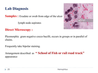 Lab Diagnosis
Samples : Exudate or swab from edge of the ulcer
lymph node aspirates
Direct Microscopy :
Pleomorphic gram negative cocco bacilli, occurs in groups or in parallel of
chains.
Frequently take bipolar staining.
Arrangement described as “ School of Fish or rail road track”
appearance
25 Hemophilus
 