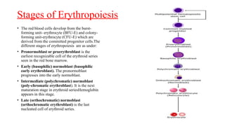 Formation Of Rbc HEMOPOEISIS FORMATION OF BLOOD CELLS.pptx