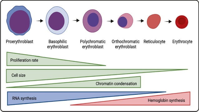 bone marrow & erythropoiesis histology.pptx