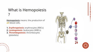 bone marrow & erythropoiesis histology.pptx