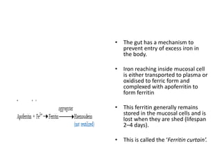 • The gut has a mechanism to
prevent entry of excess iron in
the body.
• Iron reaching inside mucosal cell
is either transported to plasma or
oxidised to ferric form and
complexed with apoferritin to
form ferritin
• This ferritin generally remains
stored in the mucosal cells and is
lost when they are shed (lifespan
2–4 days).
• This is called the ‘Ferritin curtain’.
 