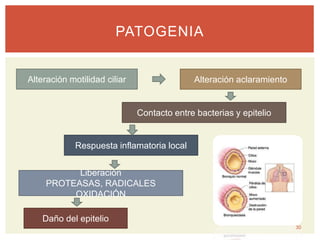 PATOGENIA
Alteración motilidad ciliar Alteración aclaramiento
Contacto entre bacterias y epitelio
Respuesta inflamatoria local
Liberación
PROTEASAS, RADICALES
OXIDACIÓN
Daño del epitelio
30
 