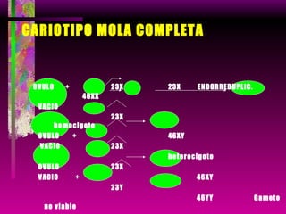 CARIOTIPO MOLA COMPLETA OVULO  +  23X  23X  ENDORREDUPLIC.  46XX  VACIO  23X  homocigoto OVULO  +  46XY VACIO  23X heterocigoto OVULO  23X VACIO  +  46XY 23Y 46YY  Gameto no viable 
