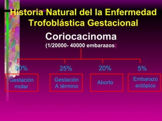 Coriocacinoma (1/20000- 40000 embarazos ) Kudelka A.Freedman R and Kaavanagh J. Gestational trophoblastic tumors. USA,2002  Historia Natural del la Enfermedad Trofoblástica Gestacional Gestación molar 50% 20% Aborto 25% Gestación A término 5% Embarazo ectópico 