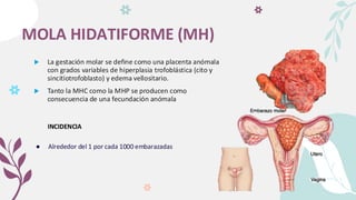 MOLA HIDATIFORME (MH)
● Alrededor del 1 por cada 1000 embarazadas
INCIDENCIA
 La gestación molar se define como una placenta anómala
con grados variables de hiperplasia trofoblástica (cito y
sincitiotrofoblasto) y edema vellositario.
 Tanto la MHC como la MHP se producen como
consecuencia de una fecundación anómala.
 
