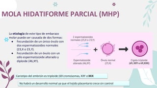 MOLA HIDATIFORME PARCIAL (MHP)
La etiología de este tipo de embarazo
molar puede ser causada de dos formas:
● Fecundación de un único óvulo con
dos espermatozoides normales
(23,X o 23,Y).
● Fecundación de un óvulo con un
sólo espermatozoide alterado y
diploide (46,XY).
Cariotipo del embrión es triploide (69 cromosomas, XXY o XXX)
No habrá un desarrollo normal ya que el tejido placentario crece sin control
 