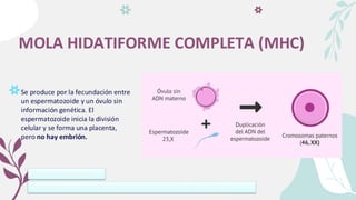MOLA HIDATIFORME COMPLETA (MHC)
Se produce por la fecundación entre
un espermatozoide y un óvulo sin
información genética. El
espermatozoide inicia la división
celular y se forma una placenta,
pero no hay embrión.
La placenta va creciendo y produce hormona de embarazo hCG,
Tipo de mola diploide
 