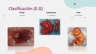 Clasificación (E.G)
Ovular Embrionario Fetal
2 semanas 3 – 8 va semana 9 – 20º semana
9 – 12 13 - 20
 