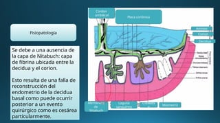 Cordon
umbilical
Placa coriónica
Amnios
Corion
Decidua
Membrana
de
Nitabuch
Laguna
sanguínea
Cotiledo
n
Miometrio
Se debe a una ausencia de
la capa de Nitabuch: capa
de fibrina ubicada entre la
decidua y el corion.
Esto resulta de una falla de
reconstrucción del
endometrio de la decidua
basal como puede ocurrir
posterior a un evento
quirúrgico como es cesárea
particularmente.
Fisiopatología
 