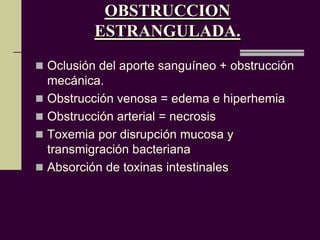 OBSTRUCCION
          ESTRANGULADA.
 Oclusión del aporte sanguíneo + obstrucción
  mecánica.
 Obstrucción venosa = edema e hiperhemia
 Obstrucción arterial = necrosis
 Toxemia por disrupción mucosa y
  transmigración bacteriana
 Absorción de toxinas intestinales
 