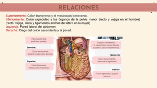 Mesocolon transverso:
La disposición del peritoneo es diferente en el segmento ﬁjo y en
el segmento móvil del colon transv...