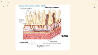 Omento mayor:
El colon transverso está unido al estómago por
medio de un pliegue peritoneal denominado omento
mayor o epip...