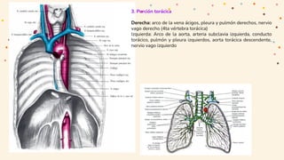 3. Porción torácica
Derecha: arco de la vena ácigos, pleura y pulmón derechos, nervio
vago derecho (4ta vértebra torácica)...