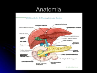 Anatomia 