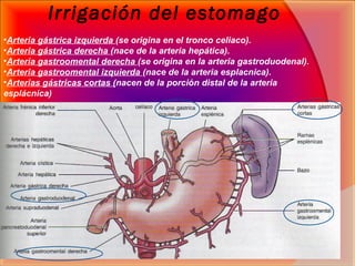 Irrigación del estomago
•Arteria gástrica izquierda (se origina en el tronco celiaco).
•Arteria gástrica derecha (nace de ...
