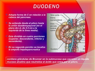 DUODENO
 Adopta forma de C en relación a la
cabeza del páncreas.
 Se extiende desde el píloro hasta
la unión duodenoyeyu...