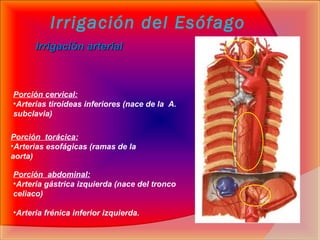 Irrigación del Esófago
Irrigación arterialIrrigación arterial
Porción cervical:
•Arterias tiroideas inferiores (nace de la...