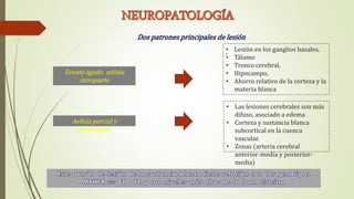 ,
• Las lesiones cerebrales son más
difuso, asociado a edema
• Corteza y sustancia blanca
subcortical en la cuenca
vascular.
• Zonas (arteria cerebral
anterior-media y posterior-
media)
Evento agudo asfixia
intraparto
Asfixia parcial y
prolongada
• Lesión en los ganglios basales,
• Tálamo
• Tronco cerebral,
• Hipocampo,
• Ahorro relativo de la corteza y la
materia blanca
 