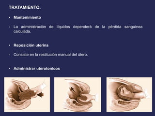 TRATAMIENTO.
• Mantenimiento
- La administración de líquidos dependerá de la pérdida sanguínea
calculada.
• Reposición uterina
- Consiste en la restitución manual del útero.
• Administrar uterotonicos
 