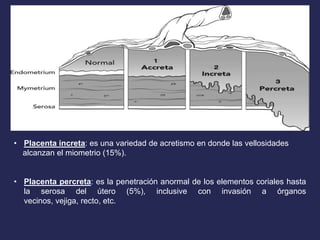 • Placenta increta: es una variedad de acretismo en donde las vellosidades
alcanzan el miometrio (15%).
• Placenta percreta: es la penetración anormal de los elementos coriales hasta
la serosa del útero (5%), inclusive con invasión a órganos
vecinos, vejiga, recto, etc.
 