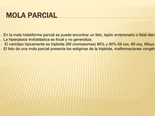 MOLA PARCIAL
En la mola hidatiforme parcial se puede encontrar un feto, tejido embrionario o fetal ident
La hiperplasia trofoblástica es focal y no generaliza.
El cariotipo típicamente es triploide (69 cromosomas) 86% y 90% 69 xxx, 69 xxy, 69xyy,
El feto de una mola parcial presenta los estigmas de la triploide, malformaciones congén
 