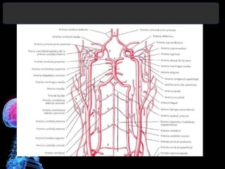 Diagnóstico y Tratamiento de la
hemorragia intracerebral. Dr.
 