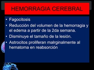 HEMORRAGIA CEREBRAL
• Fagocitosis
• Reducción del volumen de la hemorragia y
el edema a partir de la 2da semana.
• Disminuye el tamaño de la lesión.
• Astrocitos proliferan malrginalmente al
hematoma en reabsorción
Diagnóstico y Tratamiento de la
hemorragia intracerebral. Dr.
 