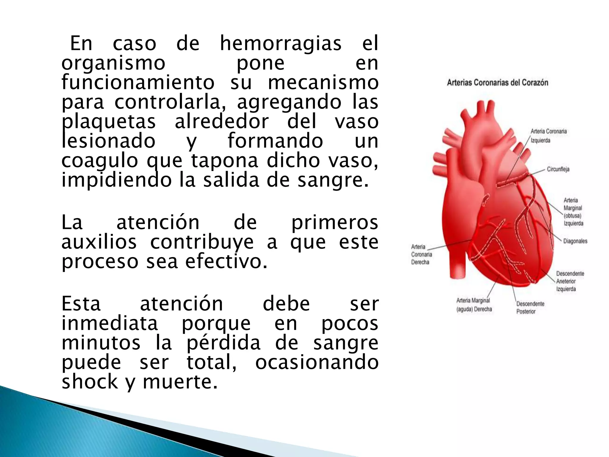 En caso de hemorragias el
organismo pone en
funcionamiento su mecanismo
para controlarla, agregando las
plaquetas alrededor del vaso
lesionado y formando un
coagulo que tapona dicho vaso,
impidiendo la salida de sangre.
La atención de primeros
auxilios contribuye a que este
proceso sea efectivo.
Esta atención debe ser
inmediata porque en pocos
minutos la pérdida de sangre
puede ser total, ocasionando
shock y muerte.
 