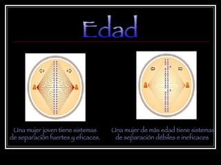 Edad Una mujer de más edad tiene sistemas de separación débiles e ineficaces . Una mujer joven tiene sistemas de separación fuertes y eficaces. 