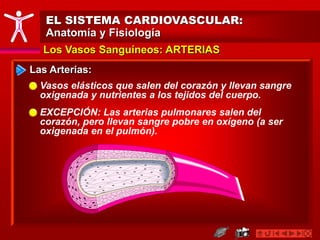 Los Vasos Sanguíneos: ARTERIAS
EL SISTEMA CARDIOVASCULAR:
Anatomía y Fisiología
Las Arterias:
Vasos elásticos que salen del corazón y llevan sangre
oxigenada y nutrientes a los tejidos del cuerpo.
EXCEPCIÓN: Las arterias pulmonares salen del
corazón, pero llevan sangre pobre en oxígeno (a ser
oxigenada en el pulmón).
 