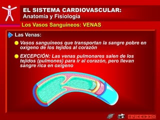 Los Vasos Sanguíneos: VENAS
EL SISTEMA CARDIOVASCULAR:
Anatomía y Fisiología
Las Venas:
Vasos sanguíneos que transportan la sangre pobre en
oxígeno de los tejidos al corazón
EXCEPCIÓN: Las venas pulmonares salen de los
tejidos (pulmones) para ir al corazón, pero llevan
sangre rica en oxígeno
 
