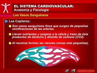 Los Vasos Sanguíneos
EL SISTEMA CARDIOVASCULAR:
Anatomía y Fisiología
Los Capilares:
Son vasos sanguíneos finos que surgen de pequeñas
ramificaciones de las arterias.
Llevan nutrientes y oxígeno a la célula y traen de ésta
productos de desecho y dióxido de carbono (CO2).
Al reunirse forman las vénulas (venas más pequeñas).
 