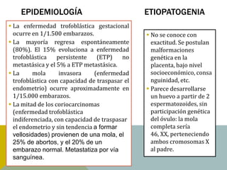 EPIDEMIOLOGÍA                               ETIOPATOGENIA
 La enfermedad trofoblástica gestacional
  ocurre en 1/1.500 embarazos.                   No se conoce con
 La mayoría regresa espontáneamente              exactitud. Se postulan
  (80%). El 15% evoluciona a enfermedad           malformaciones
  trofoblástica    persistente   (ETP)    no      genética en la
  metastásica y el 5% a ETP metastásica.          placenta, bajo nivel
 La      mola      invasora    (enfermedad       socioeconómico, consa
  trofoblástica con capacidad de traspasar el     nguinidad, etc.
  endometrio) ocurre aproximadamente en          Parece desarrollarse
  1/15.000 embarazos.                             un huevo a partir de 2
 La mitad de los coriocarcinomas                 espermatozoides, sin
  (enfermedad trofoblástica                       participación genética
  indiferenciada, con capacidad de traspasar      del óvulo: la mola
  el endometrio y sin tendencia a formar          completa sería
  vellosidades) provienen de una mola, el         46, XX, perteneciendo
  25% de abortos, y el 20% de un                  ambos cromosomas X
  embarazo normal. Metastatiza por vía            al padre.
  sanguínea.
 