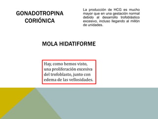 La producción de HCG es mucho
GONADOTROPINA              mayor que en una gestación normal
                           debido al desarrollo trofoblástico
  CORIÓNICA                excesivo, incluso llegando al millón
                           de unidades.




       MOLA HIDATIFORME


       Hay, como hemos visto,
       una proliferación excesiva
       del trofoblasto, junto con
       edema de las vellosidades.
 