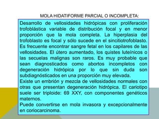 MOLA HIDATIFORME PARCIAL O INCOMPLETA:
Desarrollo de vellosidades hidrópicas con proliferación
trofoblástica variable de distribución focal y en menor
proporción que la mola completa. La hiperplasia del
trofoblasto es focal y sólo sucede en el sincitiotrofoblasto.
Es frecuente encontrar sangre fetal en los capilares de las
vellosidades. El útero aumentado, los quistes luteínicos o
las secuelas malignas son raros. Es muy probable que
sean diagnosticados como abortos incompletos con
degeneración hidrópica por lo que sin duda son
subdiagnósticados en una proporción muy elevada.
Existe un embrión y mezcla de vellosidades normales con
otras que presentan degeneración hidrópica. El cariotipo
suele ser triploide: 69 XXY, con componentes genéticos
maternos.
Puede convertirse en mola invasora y excepcionalmente
en coriocarcinoma.
 