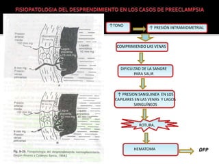 ↑TONO 
↑ PRESIÓN INTRAMIOMETRIAL 
COMPRIMIENDO LAS VENAS 
DIFICULTAD DE LA SANGRE 
PARA SALIR 
↑ PRESION SANGUINEA EN LOS 
CAPILARES EN LAS VENAS Y LAGOS 
SANGUÍNEOS 
ROTURA, 
HEMATOMA DPP 
 