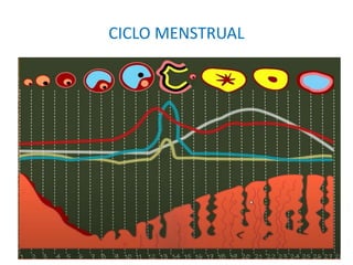 CICLO MENSTRUAL
 