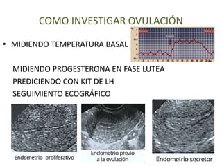 COMO INVESTIGAR OVULACIÓN
• MIDIENDO TEMPERATURA BASAL
MIDIENDO PROGESTERONA EN FASE LUTEA
PREDICIENDO CON KIT DE LH
SEGUIMIENTO ECOGRÁFICO
 