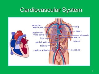 33
Cardiovascular SystemCardiovascular System
 